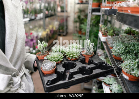 Garten Center und Großhandel Lieferant Konzept. Frau mit einem Kasten mit Pflanzen in ihren Händen. Kauf von Pflanzen für zu Hause. Stockfoto