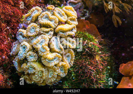 Nahaufnahme der große Blume Coral, Stony Coral specie vom karibischen Meer, marine Leben Hintergrund Stockfoto