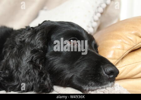 Nahaufnahme des Gesichts eine schwarze, glänzende Hund liegend auf einem beigen Sofa Stockfoto