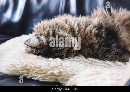 Schöne Katze schläft. Tabby graue Katze liegend, ein Nickerchen auf weißen flauschigen Decke. Hübsch, unschuldig pet. Konzept Konzeptionell. Müde, Tiere, schlafen Tiere. Stockfoto