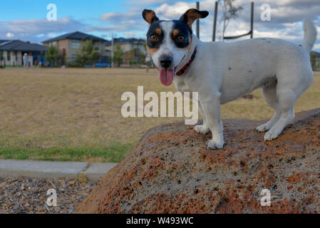 Jack-Russell-Hund Stockfoto