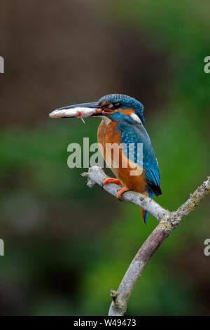 Gemeinsame Eisvogel, Alcedo atthis, männliche Vogel auf einer Stange über Wasser mit einem stichlinge Fisch in seiner Rechnung Stockfoto