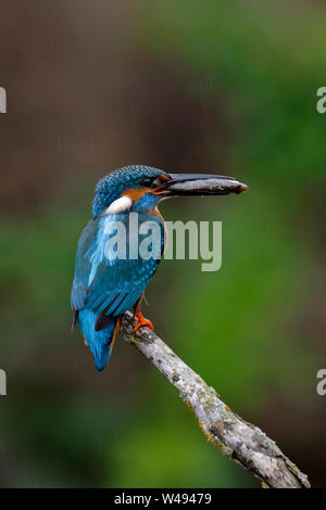 Gemeinsame Eisvogel, Alcedo atthis, männliche Vogel auf einer Stange über Wasser mit einem stichlinge Fisch in seiner Rechnung Stockfoto