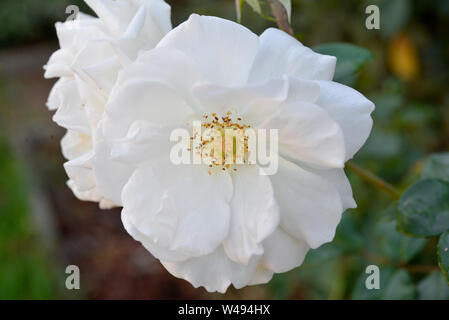 Weiß Blütenblatt rosa mit gelben Center in voller Blüte Stockfoto