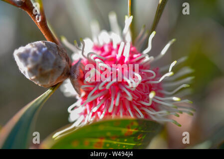 Blühende Gummi rot und weiße Blume zieht Bienen Stockfoto