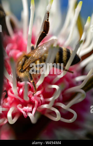 Blühende Gummi Rot und Weiß mit Honig Bienen Stockfoto