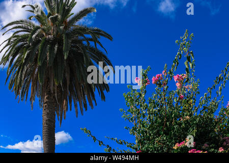 Datum Palm Tree mit blauem Himmel und weißen Wolken Australian Garden Stockfoto