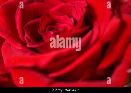 Nahaufnahme des wunderschönen, romantischen Rote Rose auf Valentines Tag Stockfoto