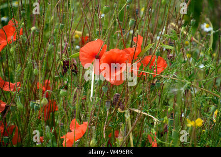 Mais oder Mohn Papaver rhoeas Feld in Bayern, Mohnblumen in der Blüte Stockfoto