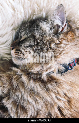 Cute tabby Katze schläft auf weißen flauschigen Decke. Schwarze Katze Kragen um den Hals. Persische Katzen. Ein Nickerchen. Tiere slepping. Erstaunlich, pet. Kitty. Stockfoto