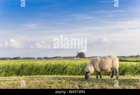 Einzelne weiße Schafe auf dem Deich in Groningen, Niederlande Stockfoto