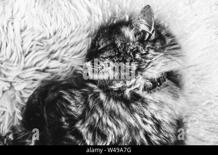 Die Schwarz-Weiß-Fotografie von schlafenden tabby Katze auf weißen, flauschigen Teppich. Schwarze Katze Kragen um den Hals. Perser Katze. Ein Nickerchen, Tiere schlafen. Schwarz-weiß Fotos. Stockfoto