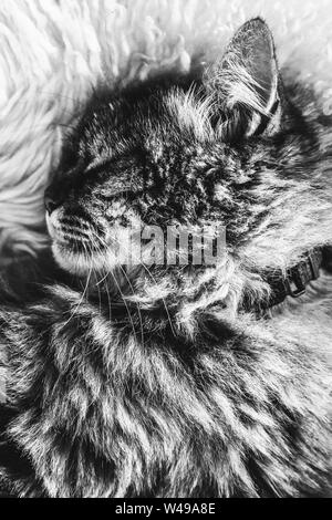 Schwarz-weiss Bild des Schlafenden tabby Katze auf weißen flauschigen Decke. Schwarze Katze Kragen um den Hals. Persische Katzen. Ein Nickerchen, Tier schlafen. Die Schwarz-Weiß-Fotografie. Stockfoto