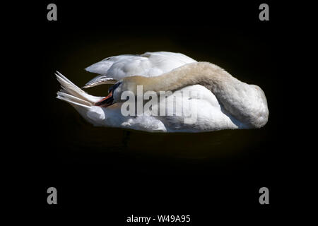 Single Schwan selbst pflegen auf schwarzem Wasser Hintergrund Stockfoto