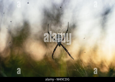 Argiope trifasciata oder Gebändert orb Web spider Stockfoto