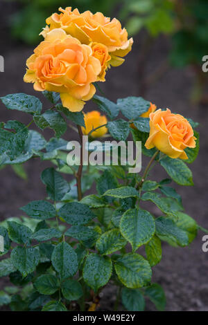 Große, wunderschöne Blüten von gelben Rosen Regentropfen auf grünen Blättern. Selektive konzentrieren. Vertikale Rahmen. Stockfoto