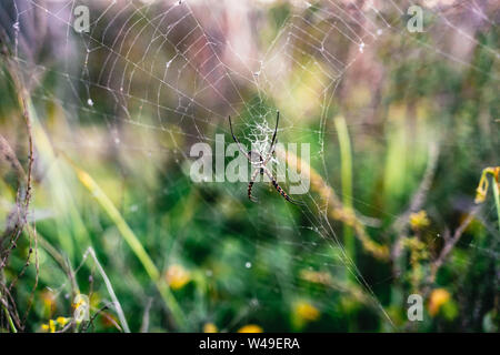 Komplizierte web der Gebänderten Gartenkreuzspinne Stockfoto