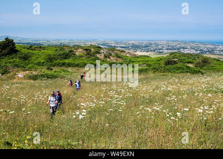 Wanderer zu Fuß auf einen Fußweg durch eine wildflower Meadow in der Landschaft im Sommer. Llaneilian, Isle of Anglesey, North Wales, UK, Großbritannien Stockfoto