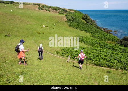 Wanderer zu Fuß auf malerische hügelige Anglesey Coastal Path durch ein Feld von Schaf im Sommer. Llaneilian, Isle of Anglesey, North Wales, UK, Großbritannien Stockfoto