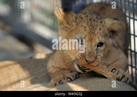 Dvur Kralove nad Labem, Tschechische Republik. 21. Juli, 2019. Zwei Barbary Lion Cubs Rest in ihrem Gehege im Safaripark Dvur Kralove in der Tschechischen Republik. Zwei Barbary Lion Cubs männlich und weiblich am 10 Mai, 2019 geboren am Safaripark Dvur Kralove. Das Barbary lion manchmal als die Atlas Lion ist ein afrikanischer Löwe Bevölkerung, die in der Wildnis ausgestorben betrachtet wird. Credit: Slavek Ruta/ZUMA Draht/Alamy leben Nachrichten Stockfoto