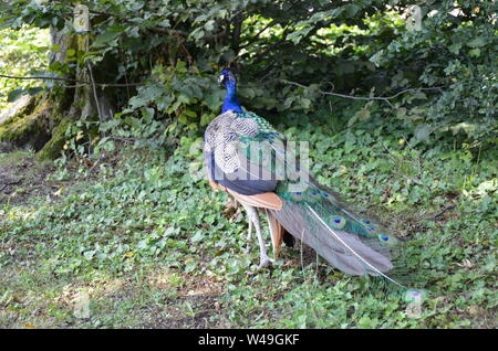 Eine schöne Pfau Stockfoto