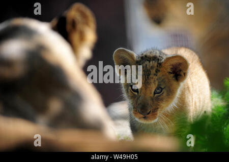 Dvur Kralove nad Labem, Tschechische Republik. 21. Juli, 2019. Zwei Barbary Lion Cubs Rest in ihrem Gehege im Safaripark Dvur Kralove in der Tschechischen Republik. Zwei Barbary Lion Cubs männlich und weiblich am 10 Mai, 2019 geboren am Safaripark Dvur Kralove. Das Barbary lion manchmal als die Atlas Lion ist ein afrikanischer Löwe Bevölkerung, die in der Wildnis ausgestorben betrachtet wird. Credit: Slavek Ruta/ZUMA Draht/Alamy leben Nachrichten Stockfoto