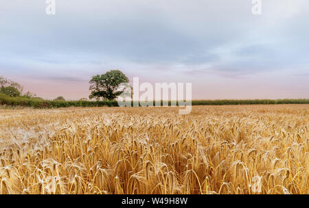 Reifenden Ähren der Gerste über bereit zu ernten kurz nach Sonnenaufgang. Ein Baum steht in der Skyline und eine Hecke Linien das Feld. Stockfoto