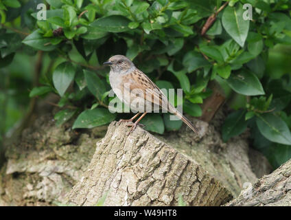 Heckenbraunelle Stockfoto