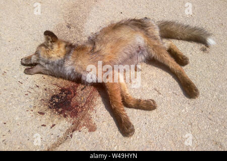 Toten Fuchs auf der Straße ein Auto. Stockfoto