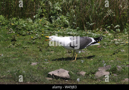 Geringerem Black-backed Gull Stockfoto