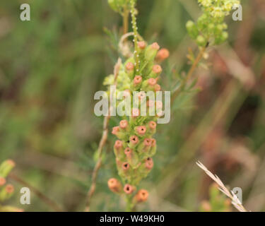 In der Nähe von Reseda lutea, die Gelbe Resede oder Wilde Resede Blüte Stockfoto