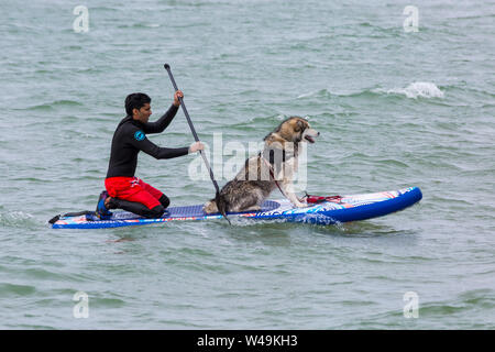 Branksome Dene Chine, Poole, Dorset, Großbritannien. Juli 2019 21. Nach dem Erfolg der letzten Jahre UKs ersten Hund Surfen Meisterschaften, von Shaka Surf organisiert, in Branksome Dene Chine Beach, die Veranstaltung ist für das zweite Jahr mit noch mehr Hunde nehmen teil und Surfen und paddleboarding auf ihren Brettern statt. Massen an und drehen Sie die Spaß an einem windigen Tag die Bedingungen schwieriger zu beobachten. Malamute Hund surfen mit Besitzer - Hund auf Surfboard paddleboard. Credit: Carolyn Jenkins/Alamy leben Nachrichten Stockfoto