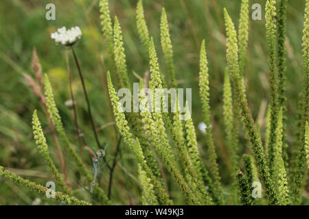 In der Nähe von Reseda luteola, Farbstoff Rakete, die Dyer Unkraut, Schweißen, Ballum bekannt, und Gelb Unkraut Stockfoto