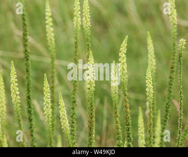 In der Nähe von Reseda luteola, Farbstoff Rakete, die Dyer Unkraut, Schweißen, Ballum bekannt, und Gelb Unkraut Stockfoto