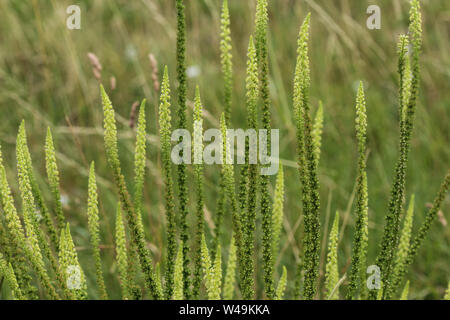 In der Nähe von Reseda luteola, Farbstoff Rakete, die Dyer Unkraut, Schweißen, Ballum bekannt, und Gelb Unkraut Stockfoto