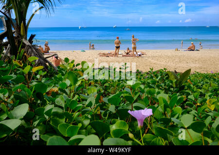 Nai Harn Beach, Phuket, Thailand, auf einem Bett von Beach Morning Glory Weinstock gesehen (Ziegenkäse, Fuß/Bayhops/Ipomoea pes-caprae) und das violette Blume Stockfoto