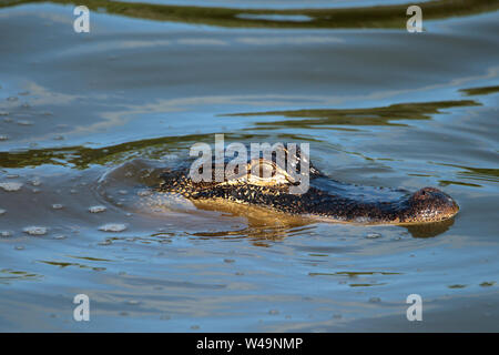 Ein alligator Floating in ruhigem Wasser Stockfoto