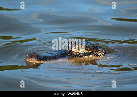 Ein alligator Floating in ruhigem Wasser Stockfoto