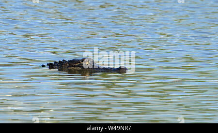 Ein alligator Floating in ruhigem Wasser Stockfoto