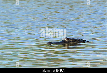 Ein alligator Floating in ruhigem Wasser Stockfoto