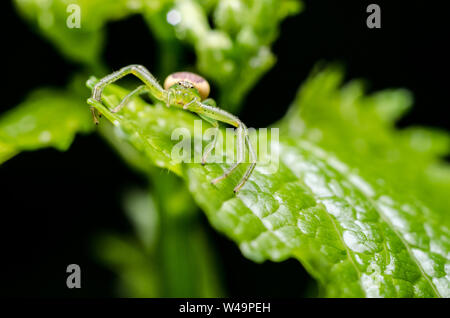 Thomisidae, Makro einer Krabbe Spinne auf einem grünen Blatt im Wald, Bayern, Deutschland Stockfoto