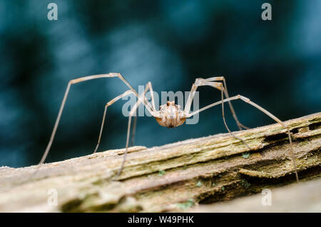 Makroaufnahme einer Spinne auf einem Baum in einem Wald in Deutschland, Westeuropa Stockfoto