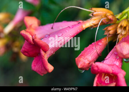 Campsis radicans, Trompete Weinstock, Trompete Kriechgang roten Blüten Nahaufnahme Stockfoto