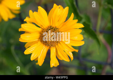 Topinambur, Helianthus tuberosus, sunroot, sunchoke, Erde apple gelbe Blüten Nahaufnahme Stockfoto