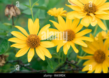 Topinambur, Helianthus tuberosus, sunroot, sunchoke, Erde apple gelbe Blüten Nahaufnahme Stockfoto