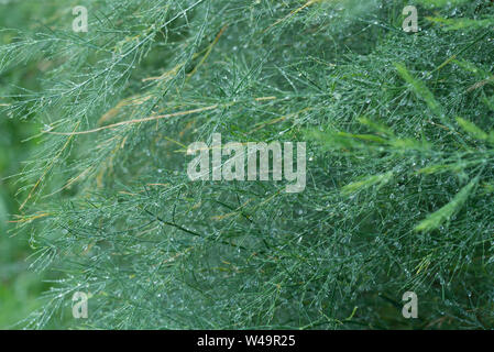 Aspragus grünes Blatt mit Wassertropfen Nahaufnahme Stockfoto