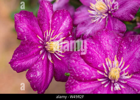 Clematis violetten Blüten Nahaufnahme selektiven Fokus Stockfoto