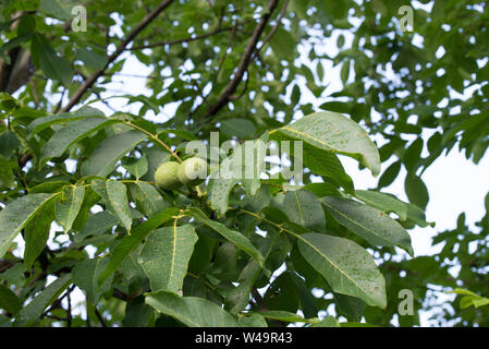 Grünen Früchten auf gemeinsame Walnuss auf Zweig closeup Stockfoto
