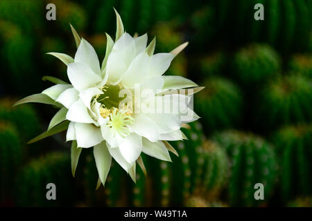 Echinopsis subdenudata zeigt voll Blüten der weißen Blüte mit duftenden. Stockfoto