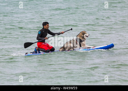 Branksome Dene Chine, Poole, Dorset, Großbritannien. Juli 2019 21. Nach dem Erfolg der letzten Jahre UKs ersten Hund Surfen Meisterschaften, von Shaka Surf organisiert, in Branksome Dene Chine Beach, die Veranstaltung ist für das zweite Jahr mit noch mehr Hunde nehmen teil und Surfen und paddleboarding auf ihren Brettern statt. Massen an und drehen Sie die Spaß an einem windigen Tag die Bedingungen schwieriger zu beobachten. Malamute Hund surfen mit Besitzer - Hund auf Surfboard paddleboard. Credit: Carolyn Jenkins/Alamy leben Nachrichten Stockfoto